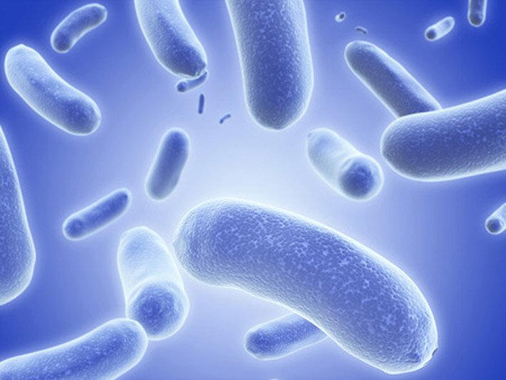 бактерия бензин.jpeg